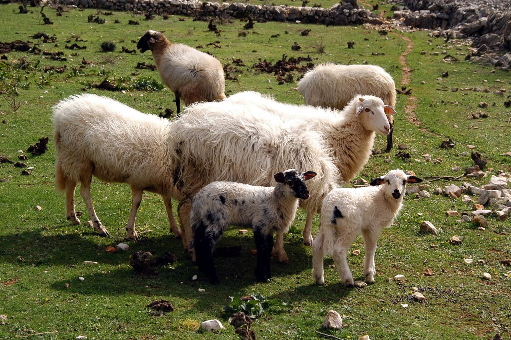 Nestanu li s otoka ovce, problemi će postati još veći / Foto W. SALKOVIĆ
