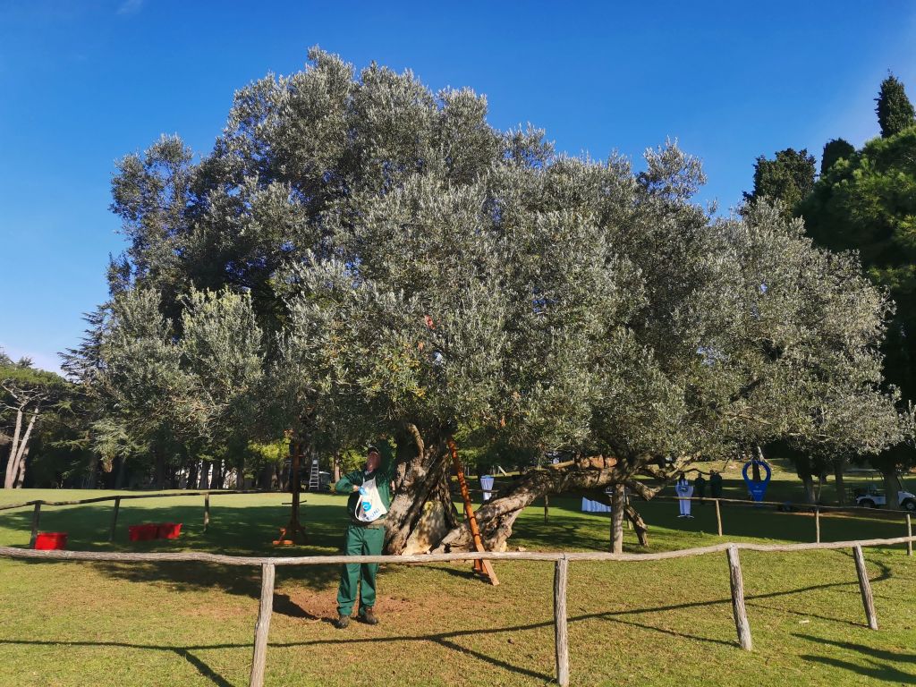 Na Brijunima berba maslina na tradicionalni način / Foto NP Brijuni