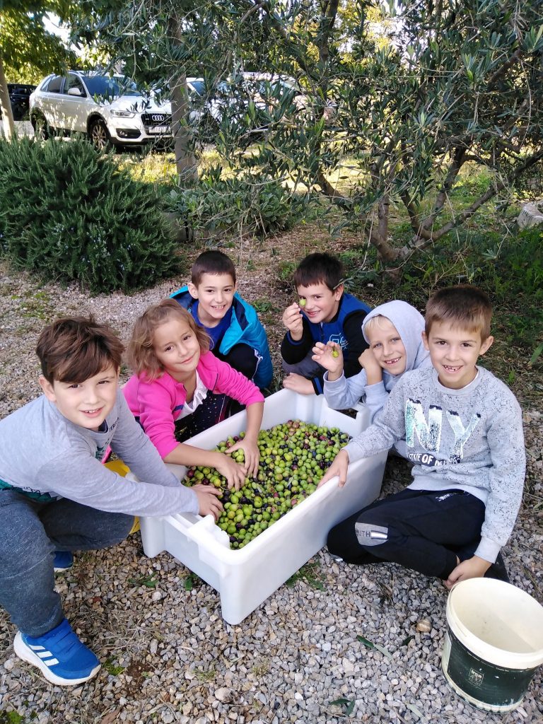 Vrijedne ručice ubrale 150 kila maslina / Foto : PŠ Vrh