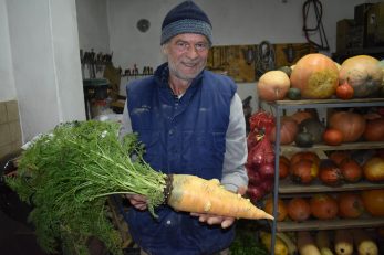 Ivica Baričević na svom je imanju uzgojio mrkvu rekorderku