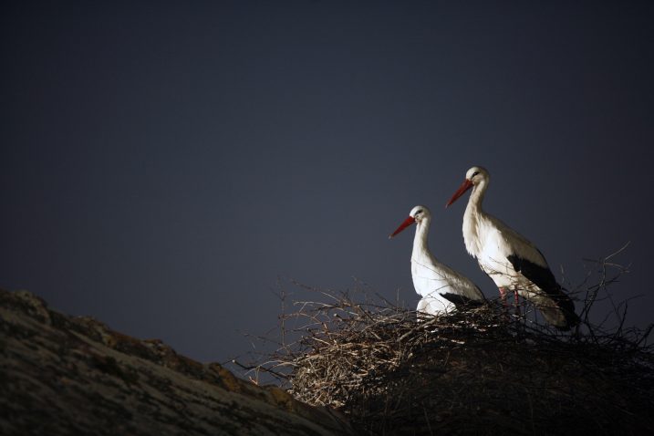 Foto:	Danijel Soldo / CROPIX