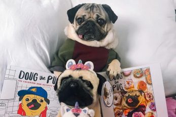 FOTO/Instagram @itsdougthepug