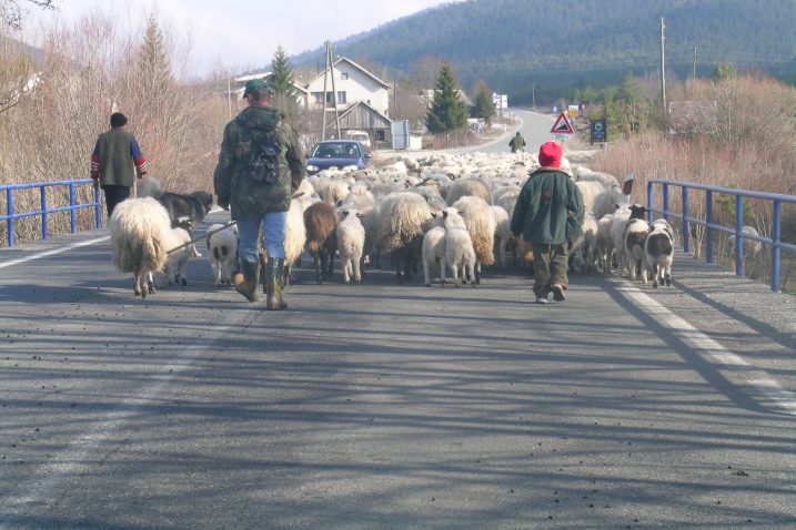 »Ili čuvaj doma ovce, il’ ‘ajde u Irsku po novce!« – uzrečica koju sve više ljudi ozbiljno shvaća / Snimio Marin SMOLČIĆ