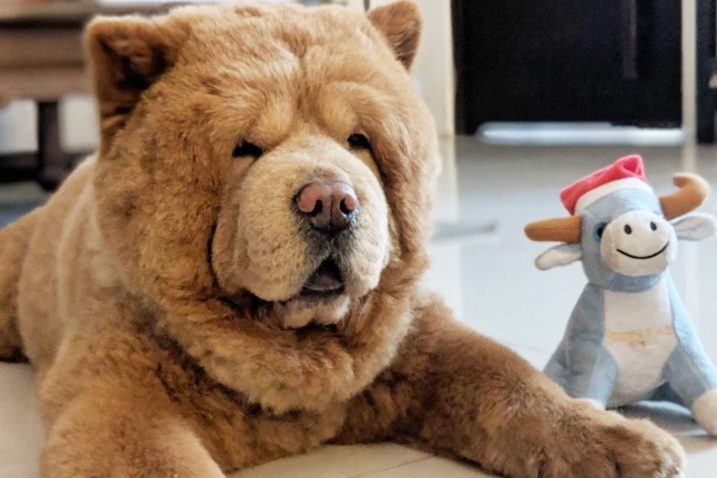 FOTO/Instagram @chowderthebeardog
