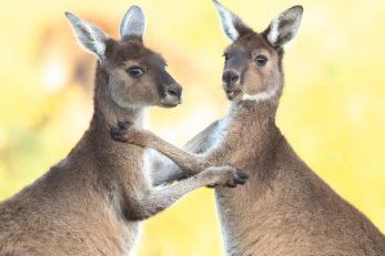 Foto: iStock