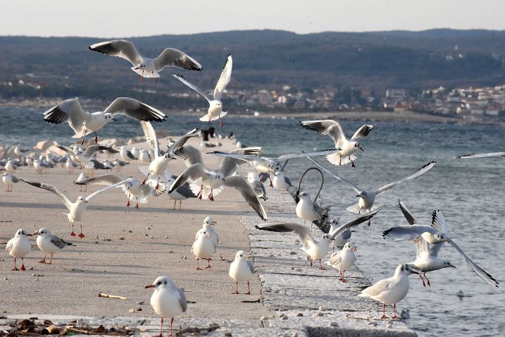 Foto S. Drechsler