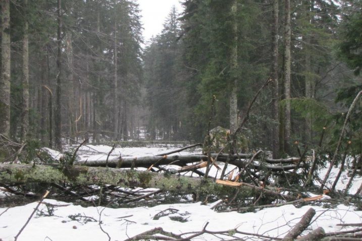 Tijekom posljednjih šest godina goranski šumari uglavnom su se bavili sanacijom šume stradale od raznih elementarnih nepogoda / Foto Š. KAUZLARIĆ