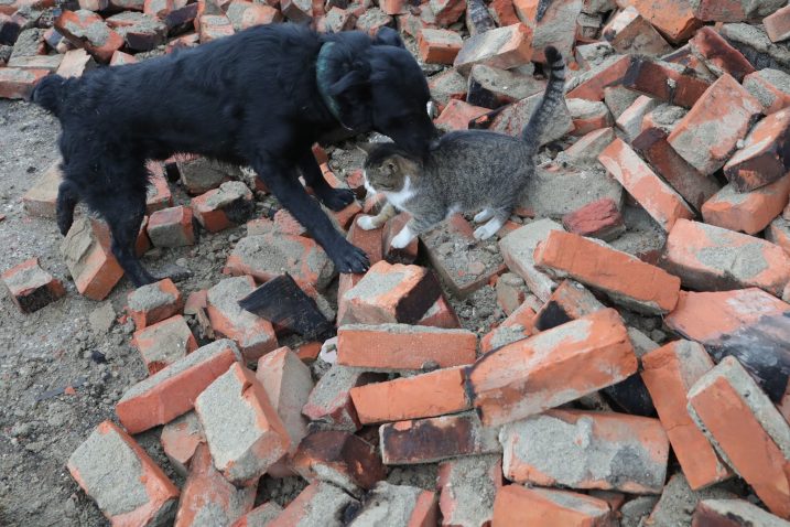 Pas i mačka u potresom razrušenoj Petrinji