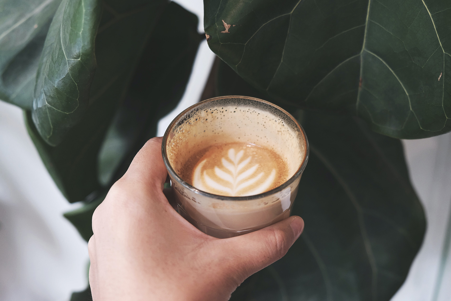 cortado