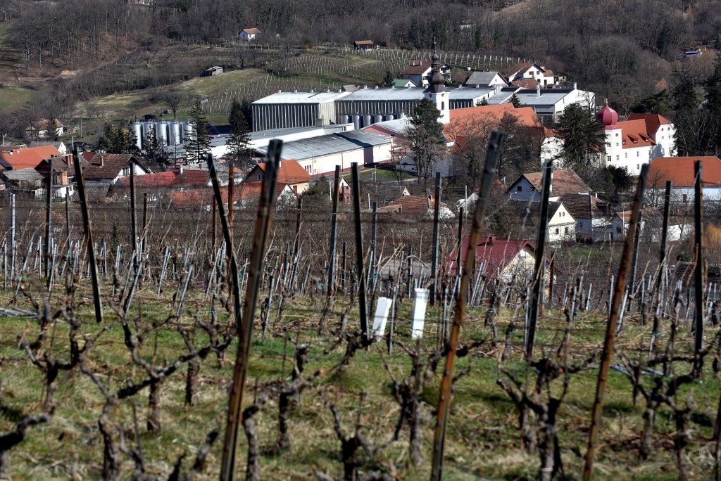 Kutjevački vinogradi / Snimio Davor KOVAČEVIĆ