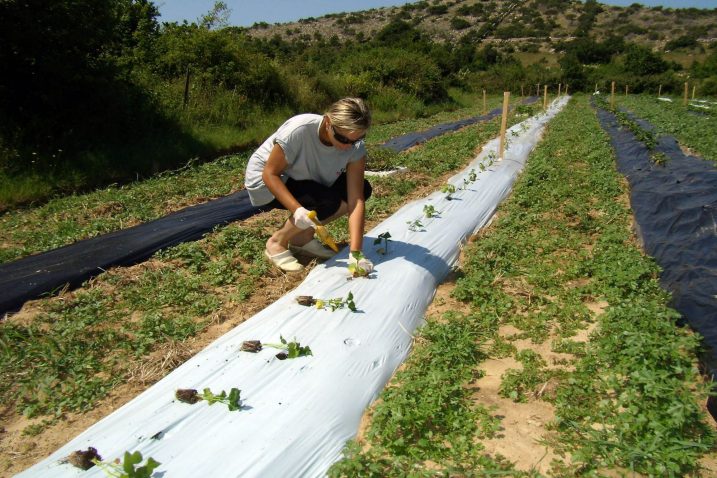 Općina Omišalj ovih je dana pokrenula još jednu akciju sufinanciranja nabave voćnih sadnica, maslina i loznih cjepova / Foto M. TRINAJSTIĆ