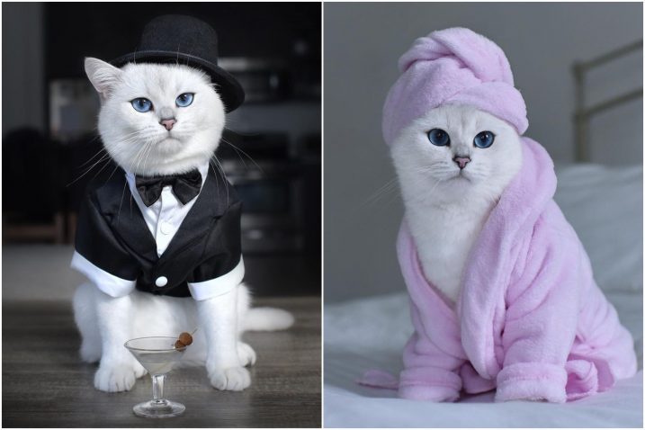 FOTO/Instagram @cobythecat