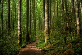 Foto iStock