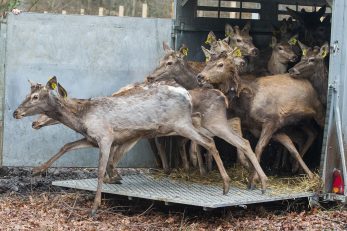 Davor Javorovic/PIXSELL