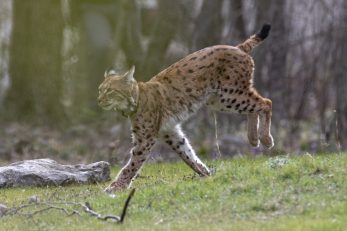 Foto Goran Šafarek