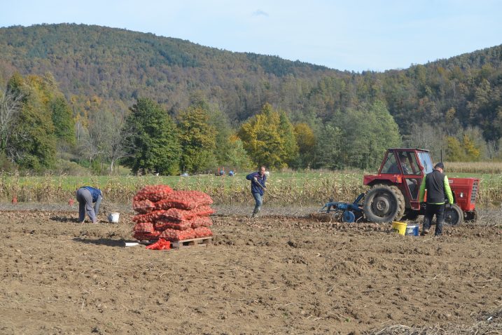 Od prošlogodišnjih 6 tona zasađenog sjemenskog krumpira, urod je bio izvrsnih 100 tona! / Foto M. KRMPOTIĆ