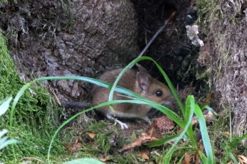 Mišja ili hemoragijska groznica s bubrežnim sindromom posljedica je kontakta s glodavcima ili njihovim izlučevinama u prirodi / Foto Goran KOVAČIĆ/PIXSELL