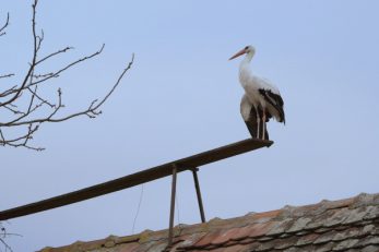 Scena iz filma 'Starac i roda' / Foto HAVC