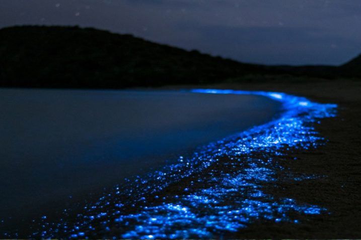 https://www.surferrule.com/bioluminiscencia-playas-que-brillan/