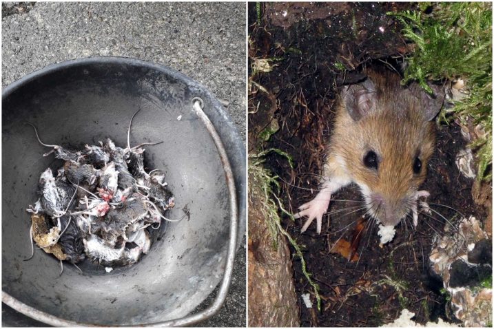 Uginuli miševi sakupljeni u dvorištu jedne kuće u Rup