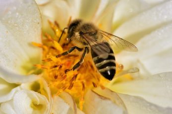 Pčele život znače