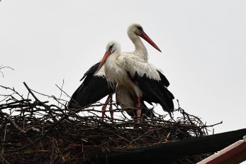 foto: Ivica Galovic/PIXSELL