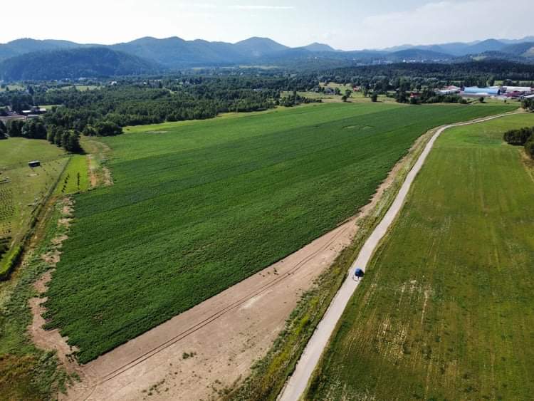 Nasade krumpira u Liču spasila lipanjska kiša / Foto M. KRMPOTIĆ