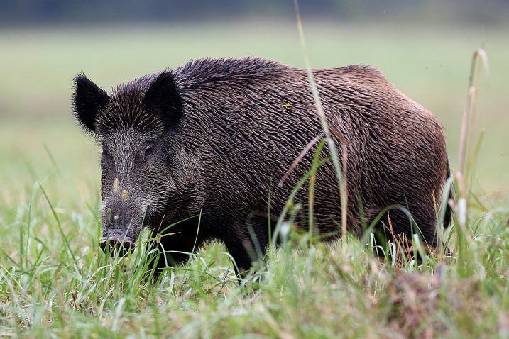 Foto M. Mrkonjić PIXSELL