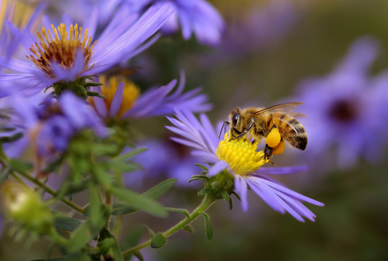 Foto: iStock