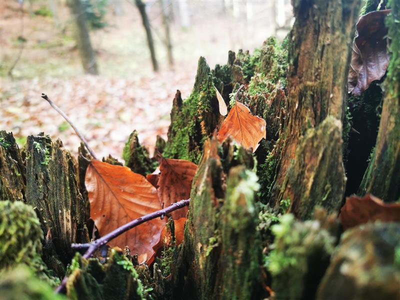 Prvonagrađena fotografija u kategoriji osnovnih škola / Foto ANTEO ČOTA