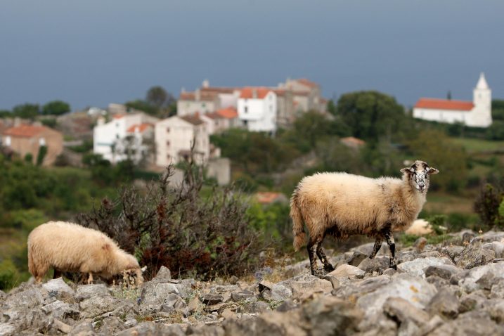 Foto: BORIS ŠČITAR/PIXSELL