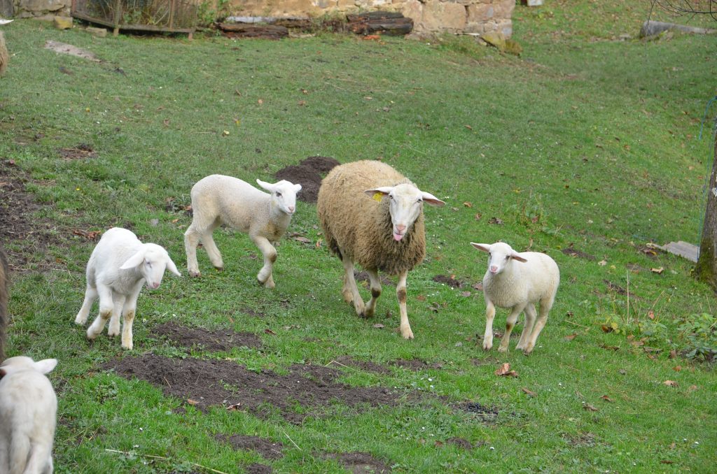  I u ograđenom prostoru uskoro će ponestati hrane za ovčice.../ Foto M. KRMPOTIĆ
