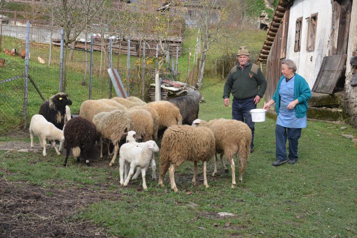 Obitelj Mauhar nema drugog izbora nego ovce i janjad ponuditi na prodaju / Foto M. KRMPOTIĆ