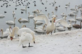 Damir Spehar/PIXSELL