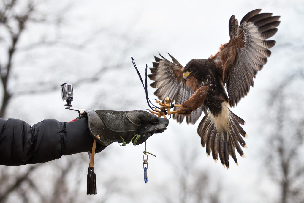 Sokolari ne treniraju samo sokole, već i druge ptice grabljivice poput jastreba / Foto DAVOR PUKLAVEC/PIXSELL 