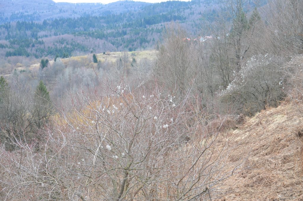  Nije snijeg, nego su bijeli pupovi! / Foto M. KRMPOTIĆ 