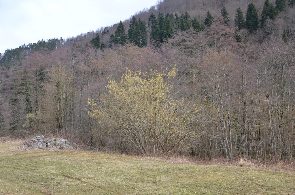 Rascvjetala ljeska pred Brodom na Kupi / Foto M. KRMPOTIĆ