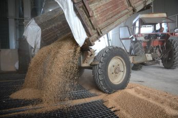 Gradnja i obnova skladišnih kapaciteta za žitarice i uljarice može stabilizirati tržište ratarskih kultura / Foto DAMIR ŠPEHAR/PIXSELL