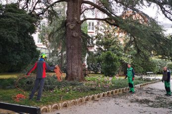 Radovi u parku svetog Jakova oko gorostasnog atlaskog cedra / Foto A. KUĆEL-ILIĆ