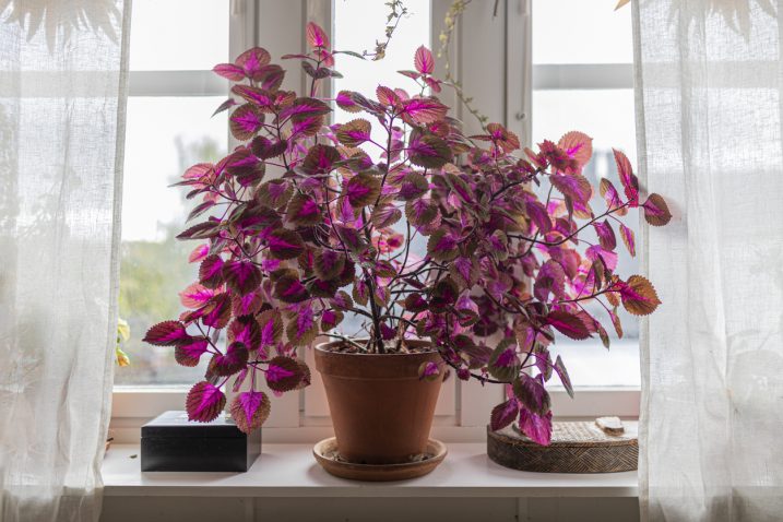 Foto: iStock