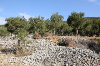 Parcele u maslinicima su također na natječaju / Foto W. SALKOVIĆ