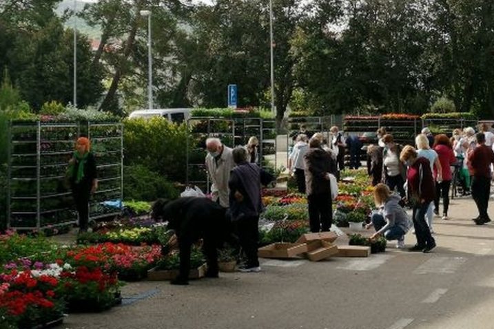 Prodajni sajam cvijeća u Puntu na red dolazi u subotu 9. travnja / Foto TZO Punat