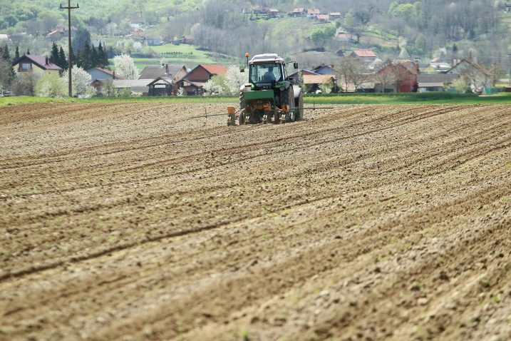 Od 2014. do 2021. površine pod sjemenskim kukuruzom u Hrvatskoj su iznosile 1.844 hektara / Foto MARIJAN SUŠENJ/PIXSELL