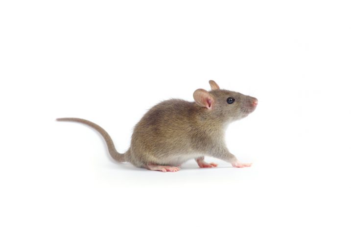 Foto iStock