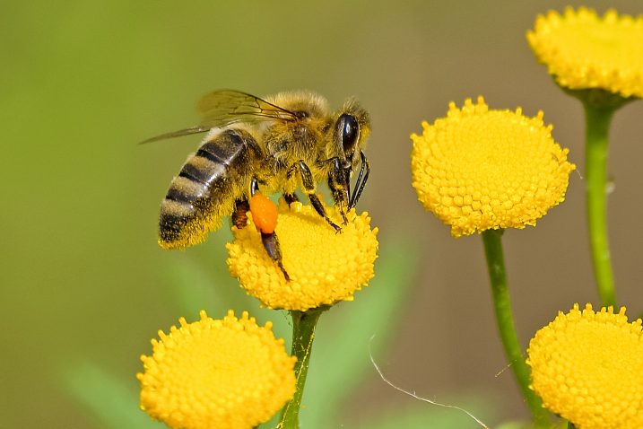 Foto: iStock