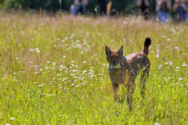 Foto LIFE Lynx