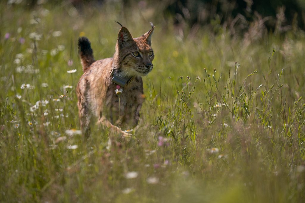 Foto LIFE Lynx