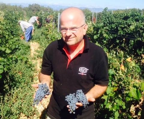 U vinogradu na lokalitetu Hlam posebnom vinogradarskom pažnjom Ivice Dobrinčića rođeno je vino Kapitul / Foto VINARIJA ŠIPUN
