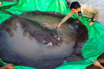 Foto Chhut Chheana/Wonder of Mekong/Handout via REUTERS