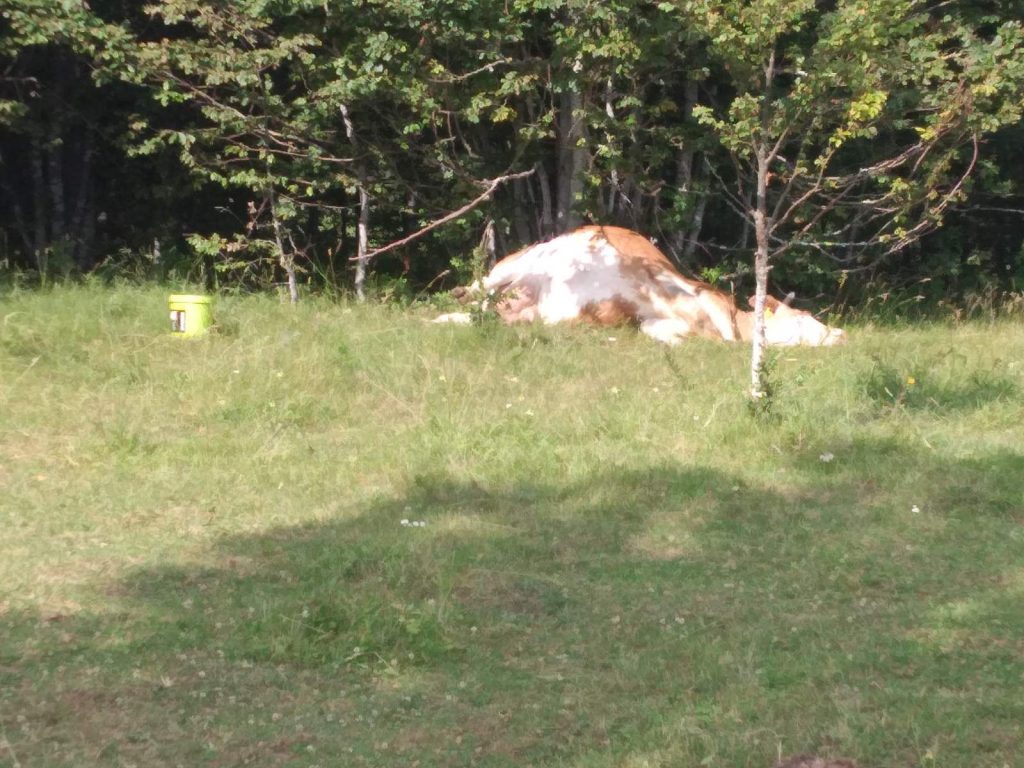 Udar groma odbacio je tijelo Milke desetak metara od mjesta na kojem se nalazila / Foto KRISTINA GRUBINIĆ